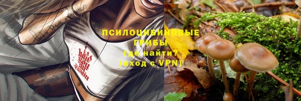 прущие грибы Богданович